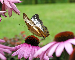 butterfly on pink flower - 227602165
