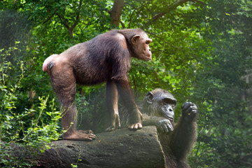 Family of chimpanzees in the wild.