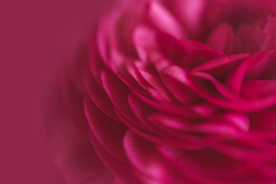 Gorgeous dark pink flower petals closeup