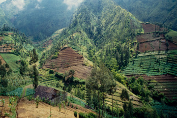 Landwirtschaft auf Java, an den Hängen des Tenggermassivs