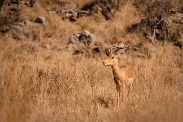 Afrikanische Wildtiere