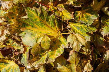 Heap of autumn yellow leaves