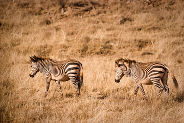 Fototapeta na wymiar Afrikanische Wildtiere