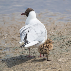 Black-Headed Gull with Chick