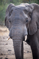 Portr&auml;t eines Elefanten in Malawi