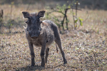 Warzenschwein in Malawi
