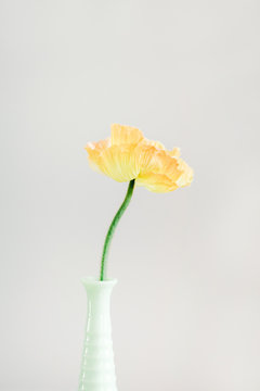 yellow poppy in a green vase