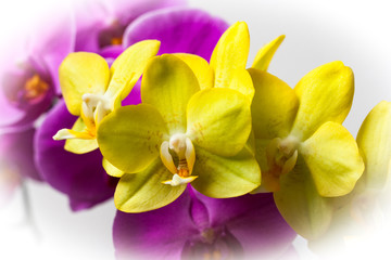 Complementary Colors of Orchids