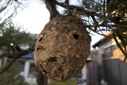 ハチの巣
