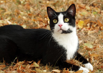 junge Europäisch Kurzhaar Katze 