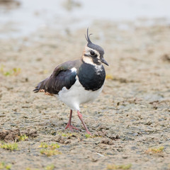 Lapwing