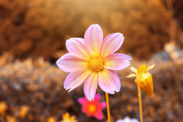 Close up of colorful garden cosmos or Mexican aster flowers