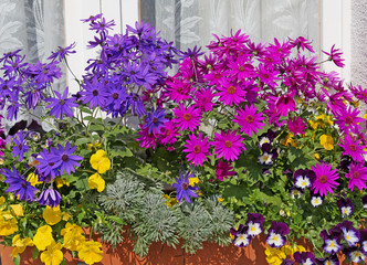 Blumenkasten am Fenster mit bunten Blumen