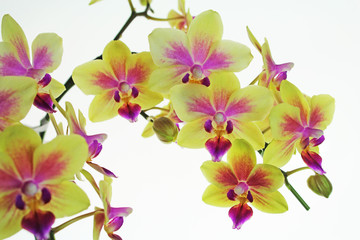 黄色とピンクの胡蝶蘭