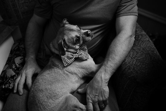 Dog with Bow Tie Sitting in Owner's Lap