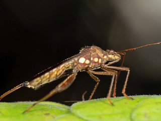 Macro Photo of Brown Insect on Green Leaf, Selective Focus at Head and Antenna