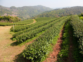 tea plantation in thailand - 227608307