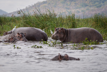 Flusspferde im Shire Fluss in Malawi 