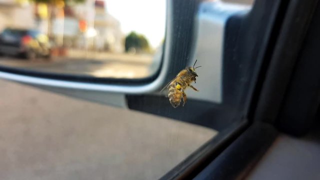 Bee on car window before flying away.