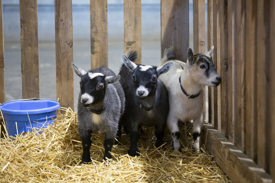 Eye level view of pygmy goats in a wooden pen with hay on ground