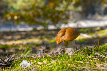leccinum grow in moss