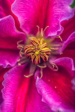 a pink and purple clematis
