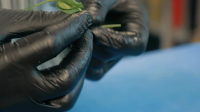 Close-up of professional chef's hands in black gloves making sushi and rolls in a restaurant kitchen. Japanese traditional food. Preparation process. step by step