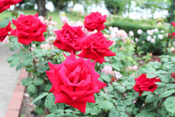 赤いバラ　クリスチャンディオール