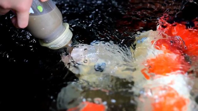 Hand of a child  hold a feeding bottle for  crayfish in the pond.