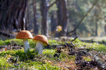 two big leccinum mushroom grows