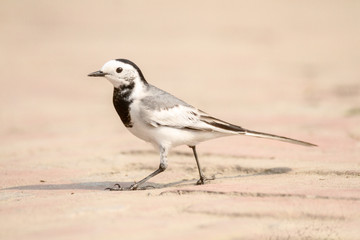 Snow bunting 