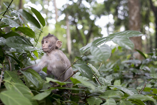 Adorable little baby monkey sitting on a tree top