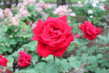 赤いバラ　クリスチャンディオール