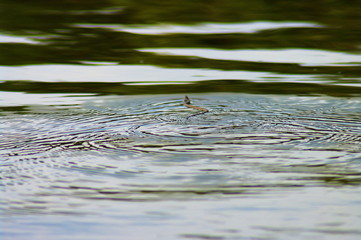 the crossing of the Akhtuba