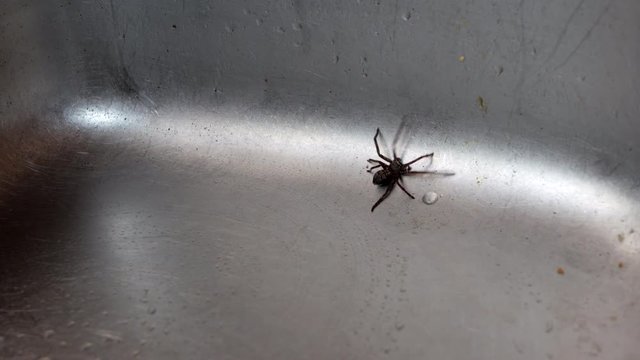 Huntsman Australian spider trapped in a kitchen sink.