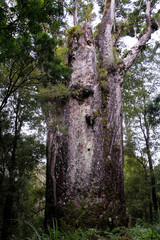 Kauri-Baum