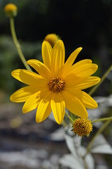 Close-up of Jerusalem Artichoke Flowers, Sunroot, Nature, Macro
