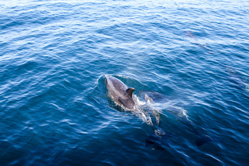 Delfin