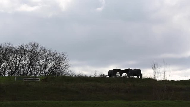 Horses silouette