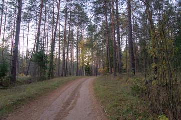 Forest road 2
