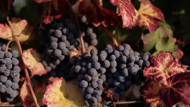 Autumn italian red vineyard  with grapes