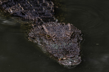 Portrait of freshwater Crocodile in a farm in Thailand, Phuket Crocodile farm, feeding the Crocodylus with raw chicken, it is one of the tourist attraction in Phuket