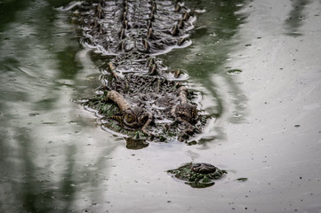 Portrait of freshwater Crocodile in a farm in Thailand, Phuket Crocodile farm, feeding the Crocodylus with raw chicken, it is one of the tourist attraction in Phuket