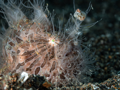 Anglerfisch im Meer bei Anilao auf den Philippinen