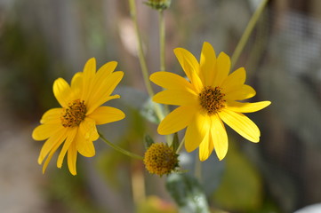 Close-up of Jerusalem Artichoke Flowers, Sunroot, Nature, Macro