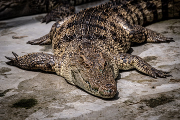 Portrait of freshwater Crocodile in a farm in Thailand, Phuket Crocodile farm, feeding the Crocodylus with raw chicken, it is one of the tourist attraction in Phuket