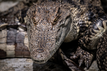 Portrait of freshwater Crocodile in a farm in Thailand, Phuket Crocodile farm, feeding the Crocodylus with raw chicken, it is one of the tourist attraction in Phuket