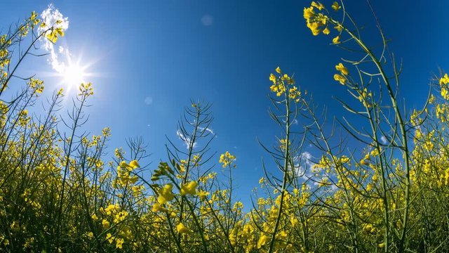 Yellow flowers under a blue sky with running clouds