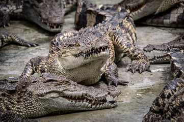 Portrait of freshwater Crocodile in a farm in Thailand, Phuket Crocodile farm, feeding the Crocodylus with raw chicken, it is one of the tourist attraction in Phuket