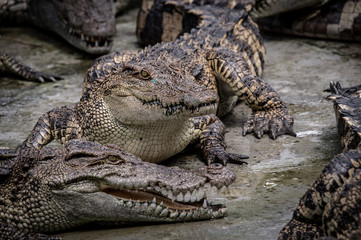 Portrait of freshwater Crocodile in a farm in Thailand, Phuket Crocodile farm, feeding the Crocodylus with raw chicken, it is one of the tourist attraction in Phuket